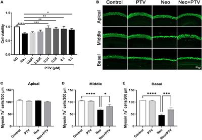 Pitavastatin protects against neomycin-induced ototoxicity through inhibition of endoplasmic reticulum stress